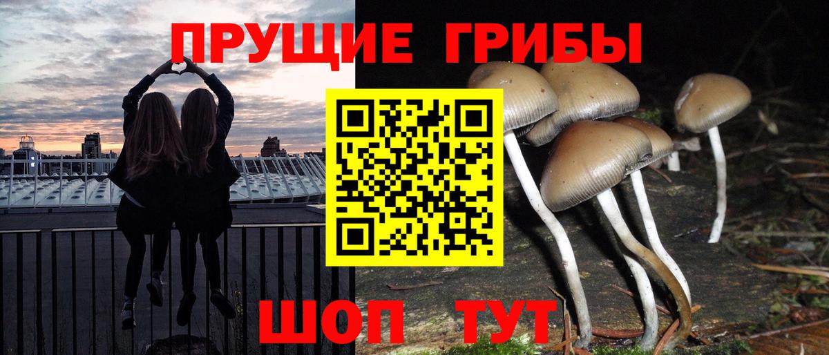 Галлюциногенные грибы Psilocybe Киржач